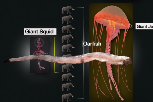 Why Are Sea Creatures Evolving Into Giants?