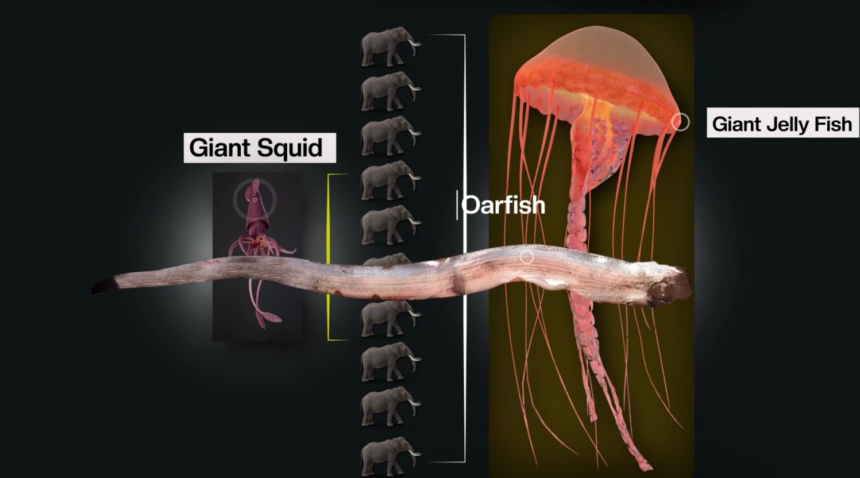Why Are Sea Creatures Evolving Into Giants?